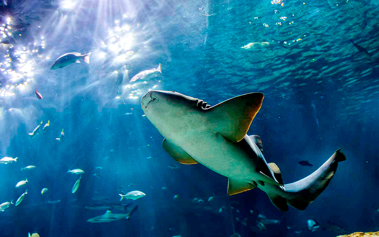 Puebla tour image — family activity