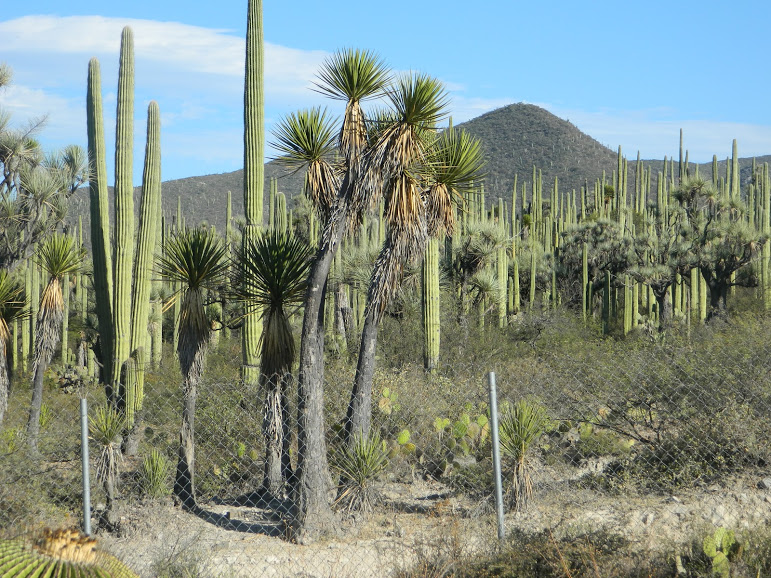 Tour Tehuacán Reserva de la Biósfera imagen destacada 3