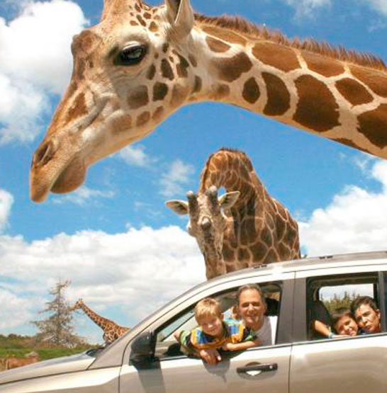 TOURS EN PUEBLA - Africam Safari